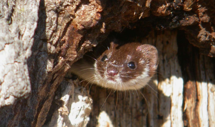 Mustela nivalis (Linnaeus 1766)