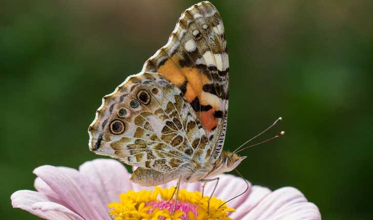 Vanessa cardui