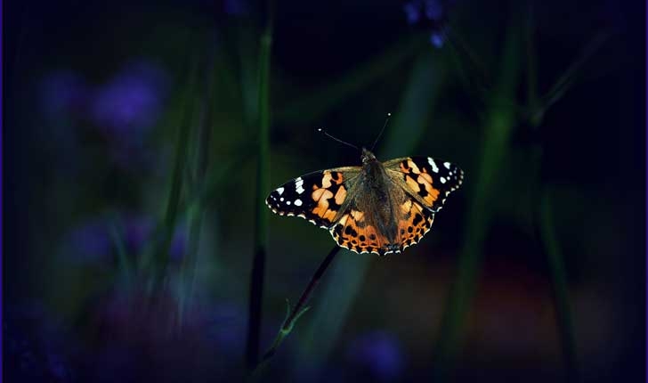 Vanessa cardui