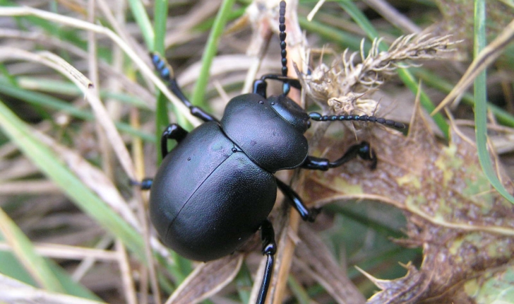 Timarcha tenebricosa (Fabricius, 1775)