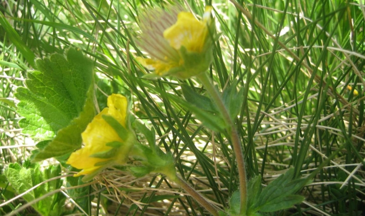 Geum pyrenaicum Mill.