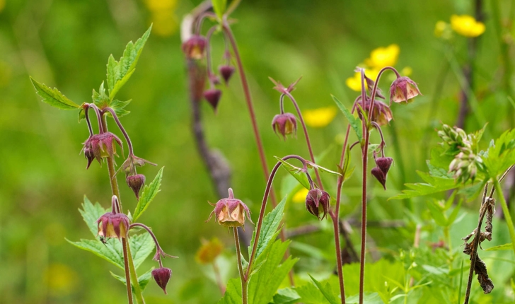 Geum rivale (L., 1753)