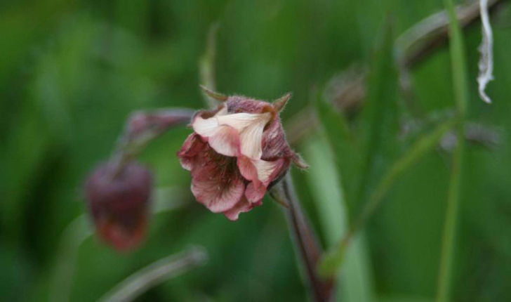Geum rivale (L., 1753)