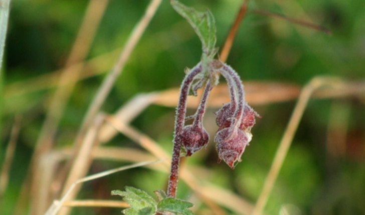 Geum rivale (L., 1753)