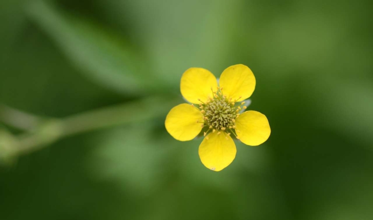 Geum urbanum (L., 1753)