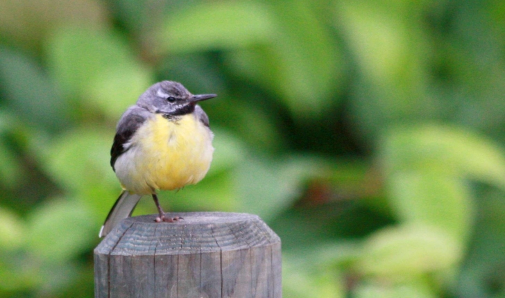 Motacilla cinerea (Tunstall, 1771)