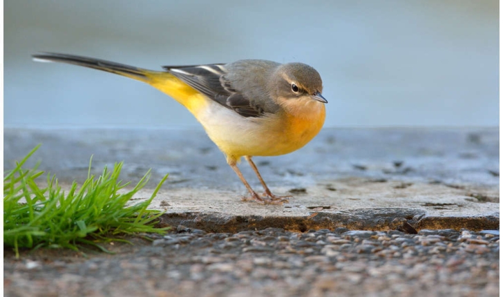Motacilla cinerea (Tunstall, 1771)