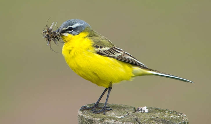 Motacilla flava (Linnaeus, 1758)