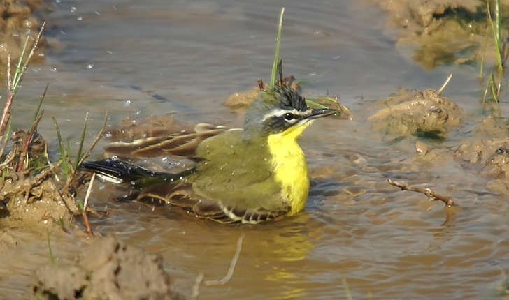 Motacilla flava (Linnaeus, 1758)