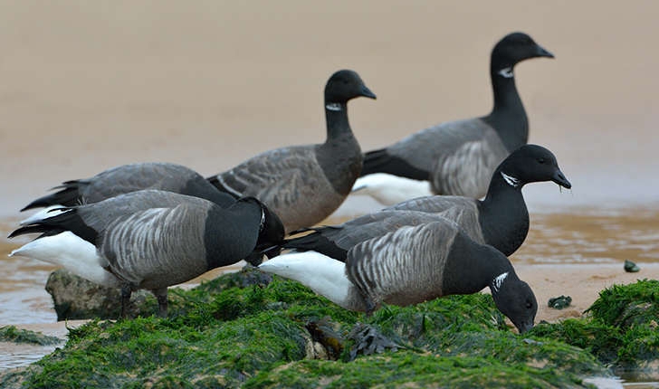 Branta bernicla (Linnaeus, 1758)