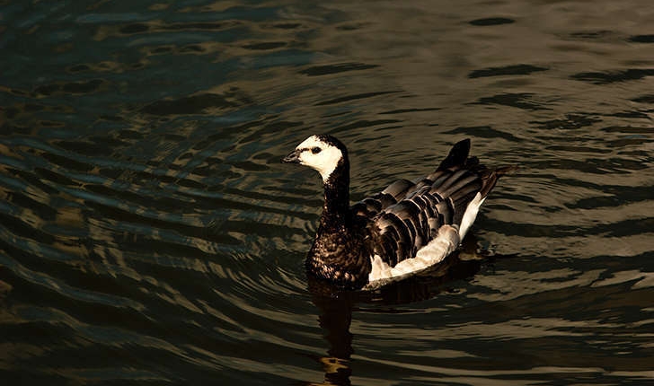 Branta leucopsis (Bechstein, 1803)