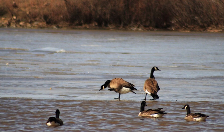 Branta canadensis (Linnaeus, 1758)