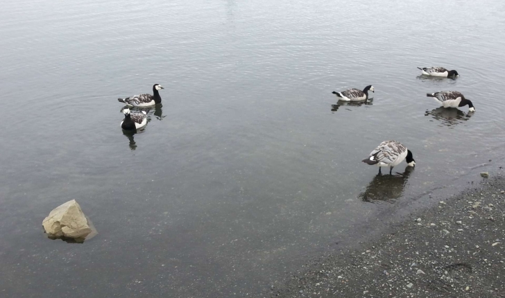 Branta leucopsis (Bechstein, 1803)