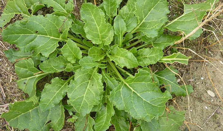 Beta vulgaris subsp. maritima (L. Arcang., 1882)