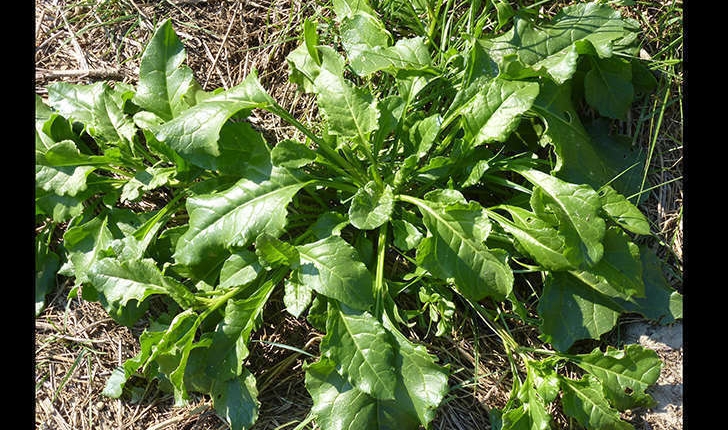 Beta vulgaris subsp. maritima (L. Arcang., 1882)