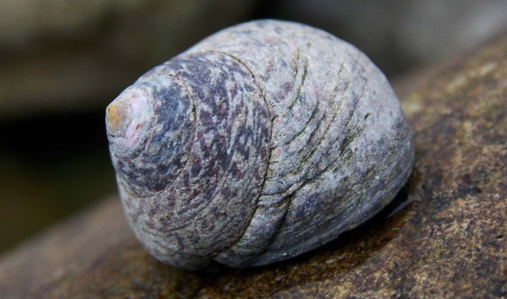 Littorina littorea