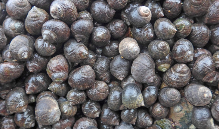Littorina littorea