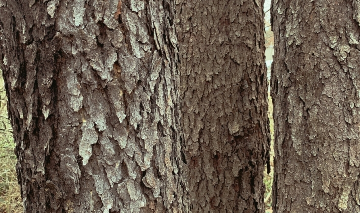 Prunus serotina