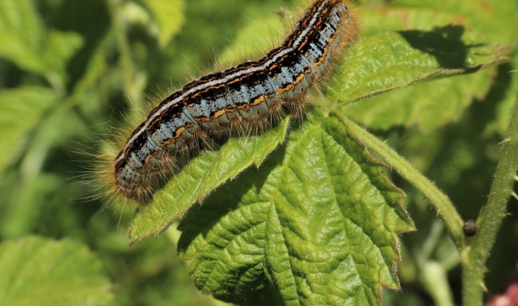 Malacosoma neustria L.