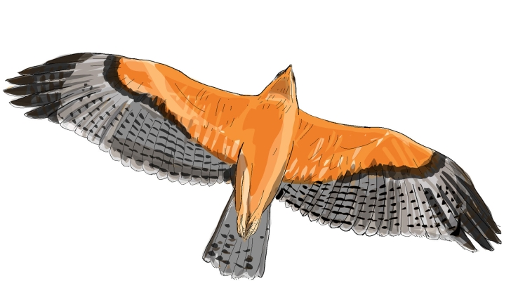 Aquila fasciata (Vieillot, 1822)