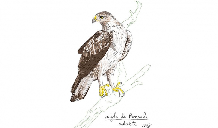 Aquila fasciata (Vieillot, 1822)