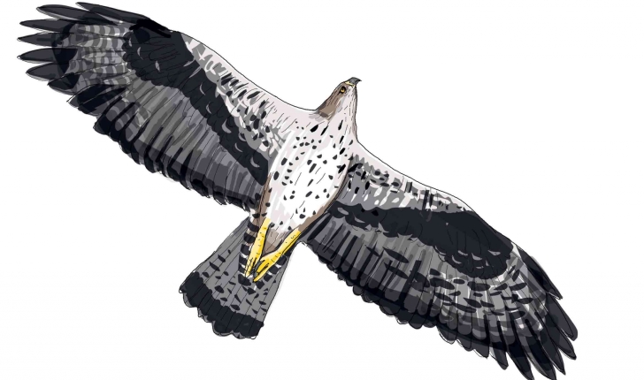 bonelli-vol-adulte-gris---crédit-Desforge
