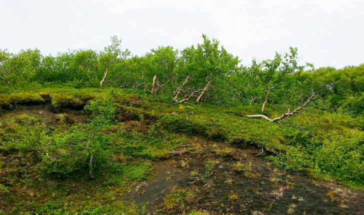 Betula nana (L., 1753)