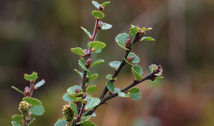 Betula nana (L., 1753)