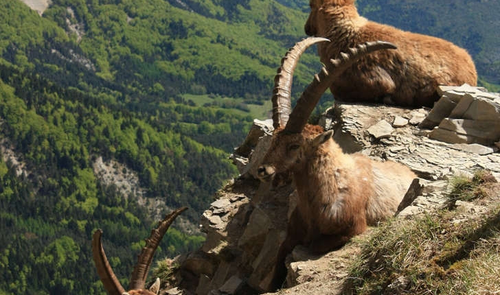 Capra ibex (Linnaeus, 1758)