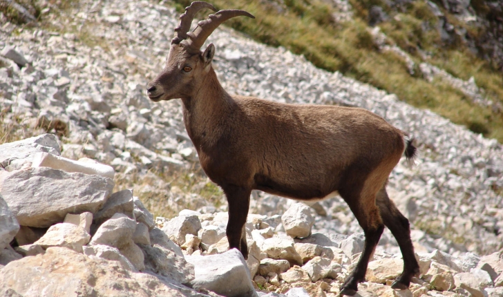 Capra ibex (Linnaeus, 1758)