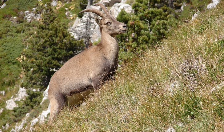 Capra ibex (Linnaeus, 1758)
