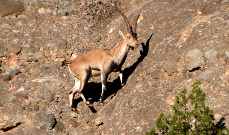 Capra pyrenaica (Schinz, 1838)