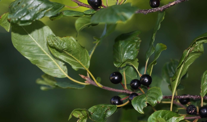 Frangula alnus subsp. alnus (Mill., 1768)