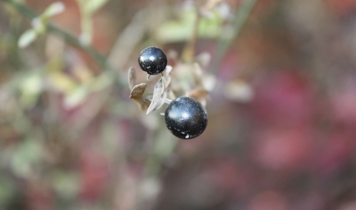 Frangula alnus subsp. alnus (Mill., 1768)