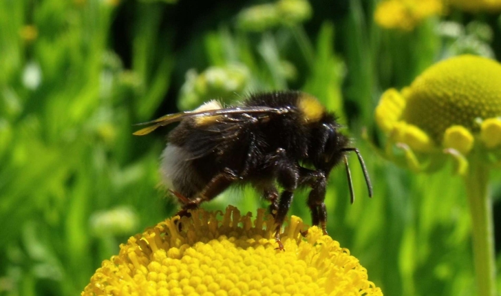 Bombus terrestris (Linnaeus, 1758)