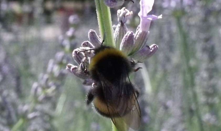 Bombus terrestris (Linnaeus, 1758)