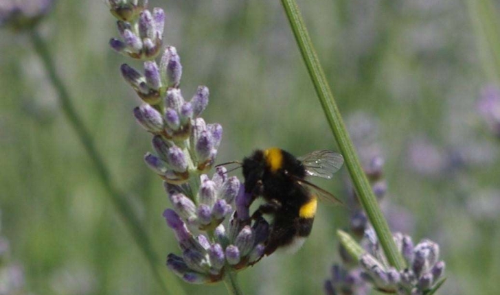 Bombus terrestris (Linnaeus, 1758)