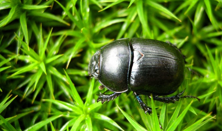 Scarabaeinae