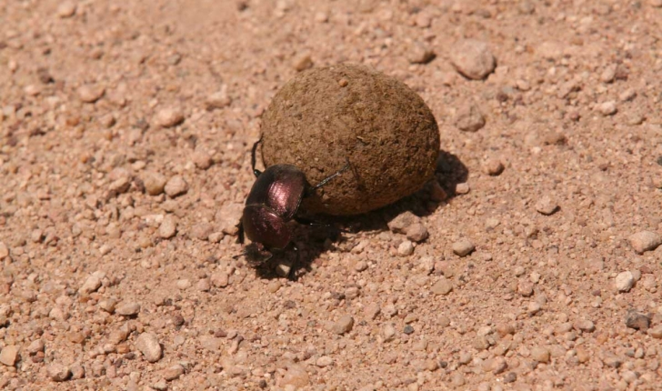 Scarabaeinae