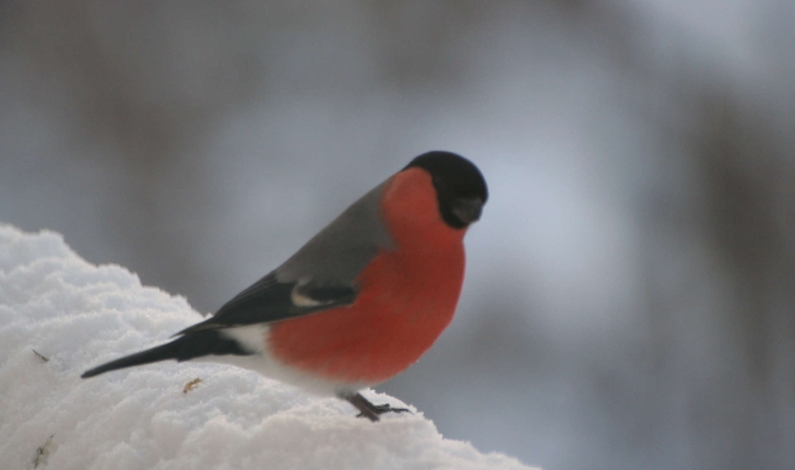 Pyrrhula pyrrhula (Linnaeus, 1758)