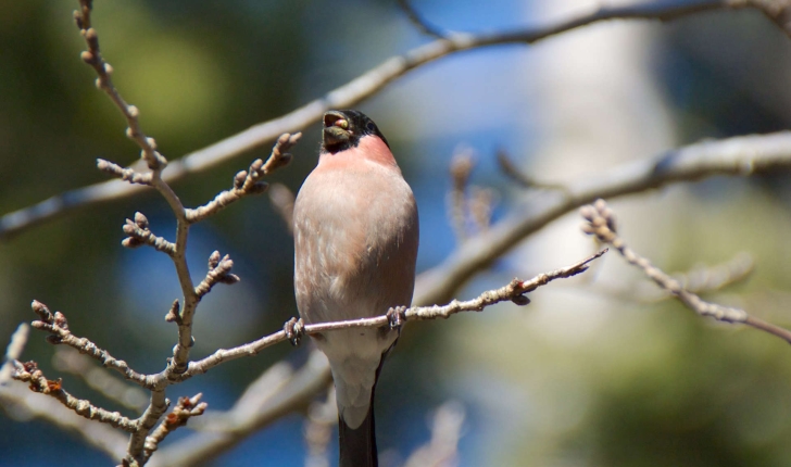 Pyrrhula pyrrhula (Linnaeus, 1758)