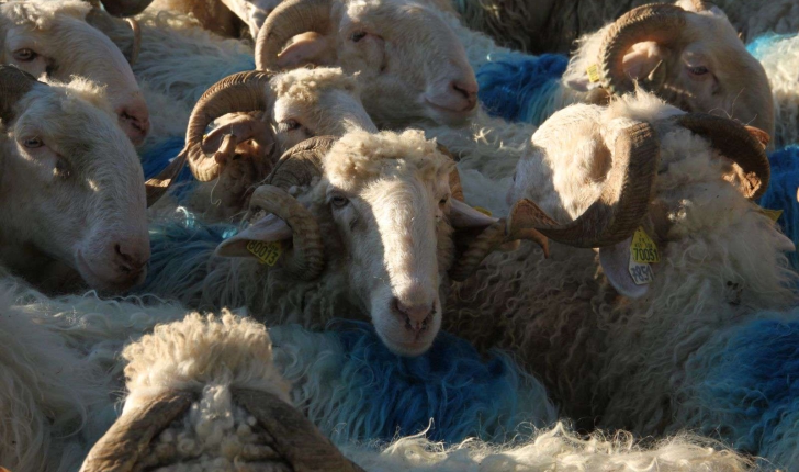 Ovis aries