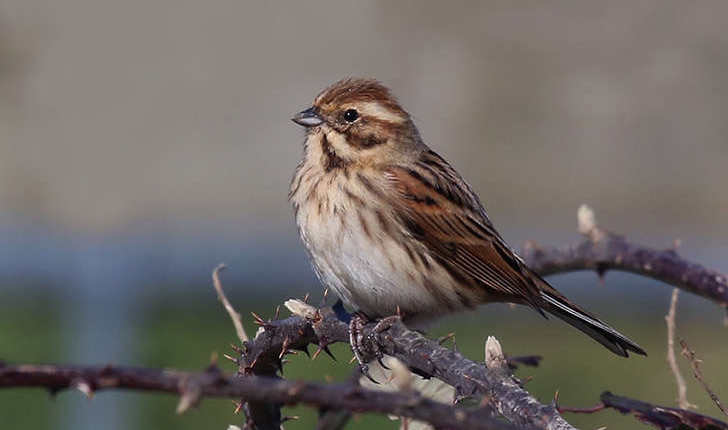 Emberiza schoeniclus (Linnaeus, 1758)