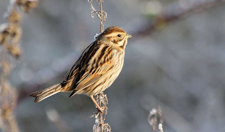 Emberiza schoeniclus (Linnaeus, 1758)