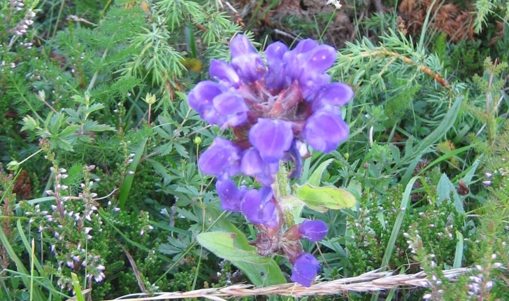 Prunella grandiflora (L.) Schöller