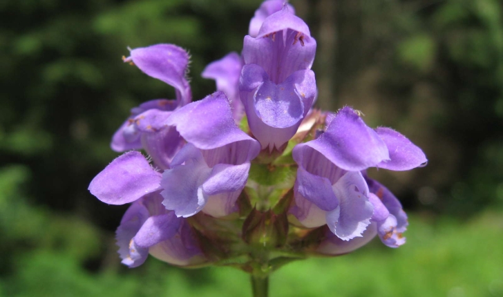 Prunella grandiflora (L.) Schöller