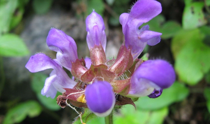Prunella grandiflora (L.) Schöller