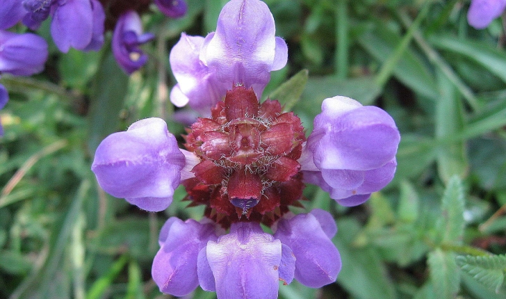 Prunella grandiflora (L.) Schöller