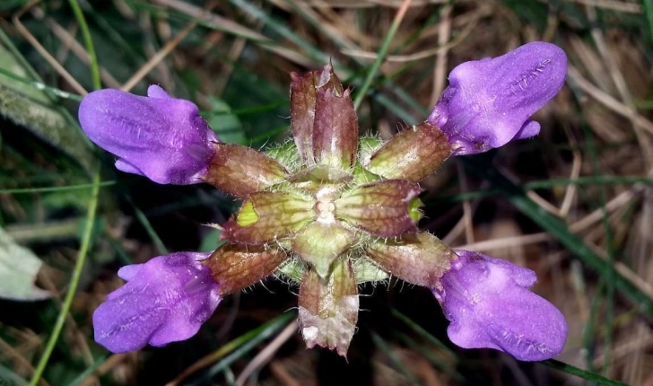 Prunella grandiflora (L.) Schöller