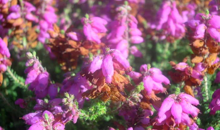 Erica ciliaris (Linnaeus, 1753)